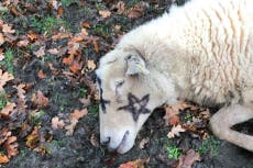 Sheep stabbed to death and painted with Satanic symbols in New Forest