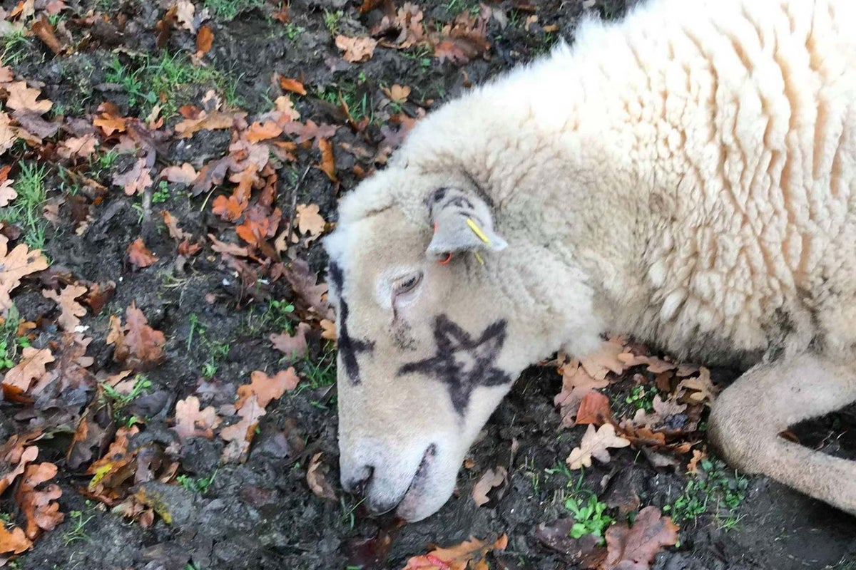 Occult' killings: Man arrested over 'Satanic' sheep deaths in New Forest |  The Independent | The Independent