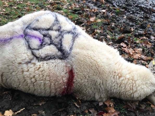 A previous killing, pictured, saw a sheep stabbed to death and covered in Pentagrams. Hampshire police are now investigating if the two incidents are linked