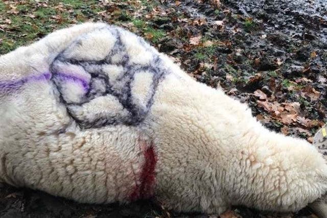 A previous killing, pictured, saw a sheep stabbed to death and covered in Pentagrams. Hampshire police are now investigating if the two incidents are linked