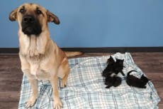 Stray dog found caring for abandoned kittens by roadside