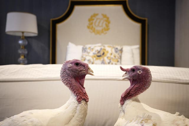 Bread and Butter, the National Thanksgiving Turkey and its alternate, at the Willard Hotel