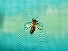 Drowning bees can surf to safety on waves they create