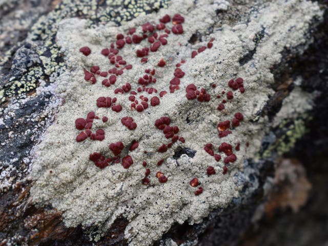 Lichens most likely made their way to land 100 million years after ferns and other vascular plants