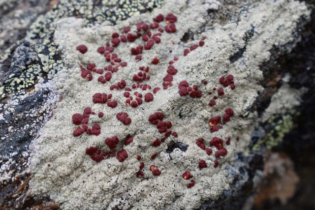 Lichens most likely made their way to land 100 million years after ferns and other vascular plants