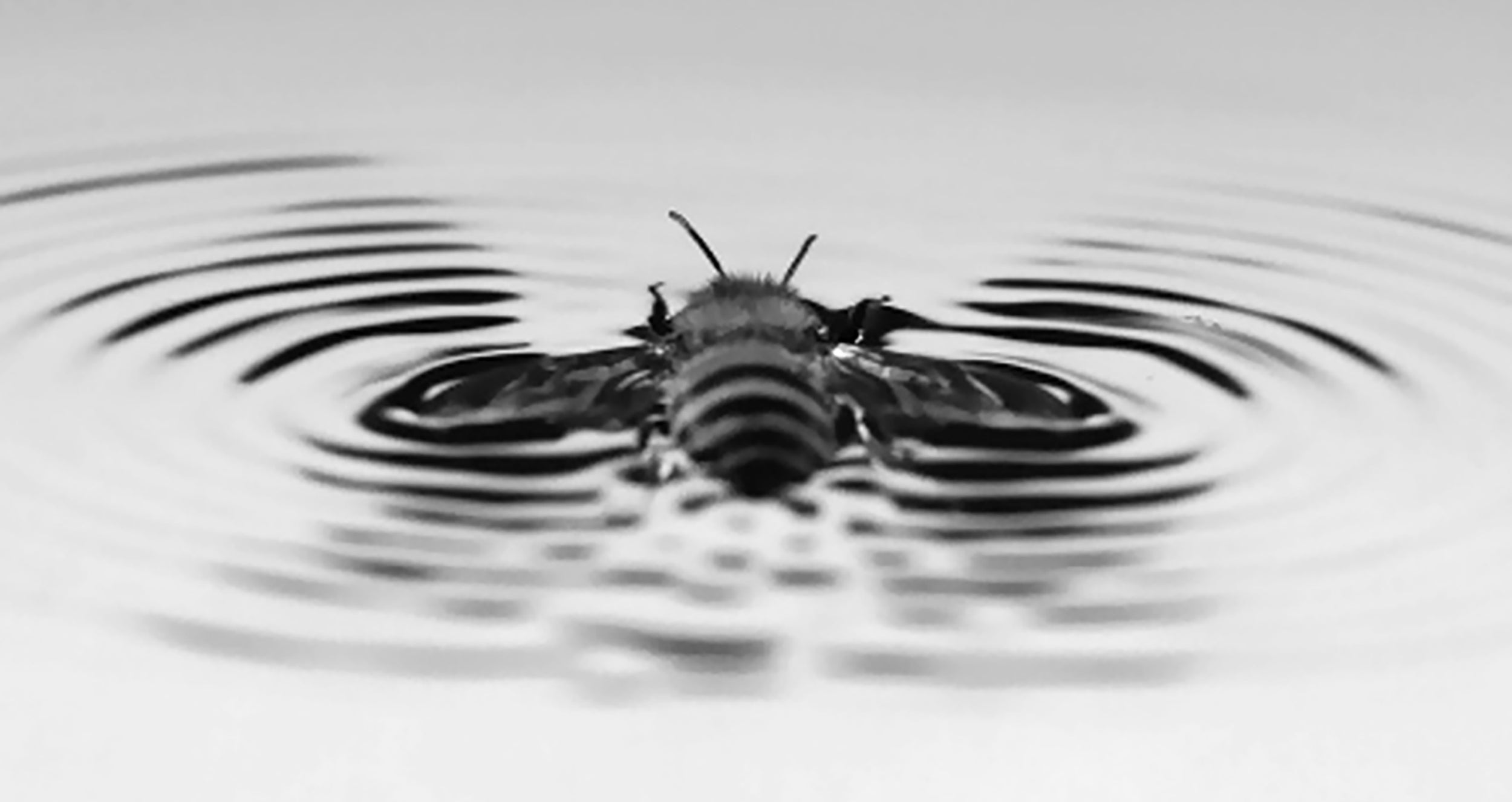 Bees have a clever way of escaping when they fall into water