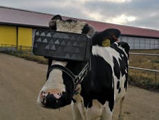 Russian cows get VR glasses to help them ward off winter blues