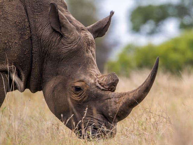 There are fewer than 30,000 rhinos left on the planet, compared with 500,000 at the beginning of the century