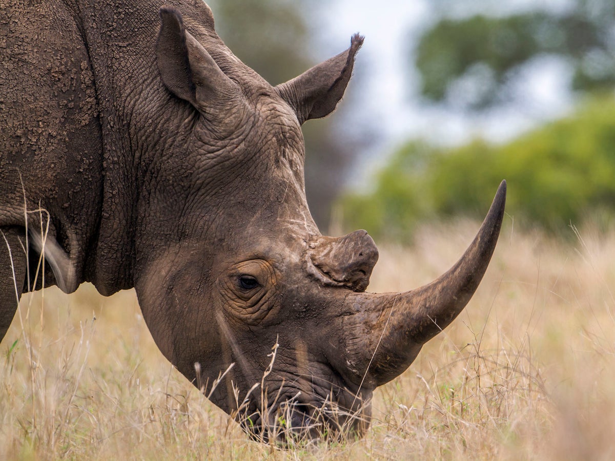 Scientists create fake rhino horn out of horsehair in a bid to save species