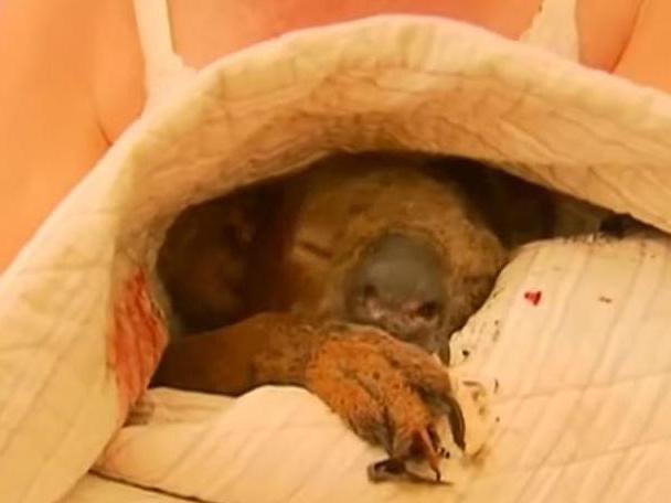 Lewis' rescue went viral across the globe but unfortunately, he did not recover