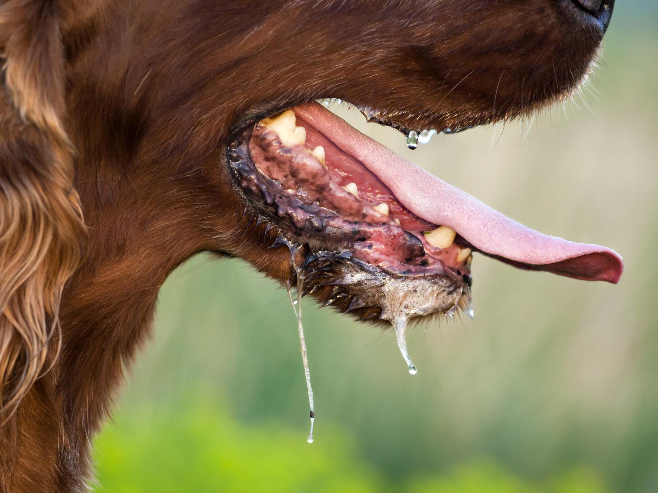 capnocytophaga canimorsus is a bacterium commonly found in the mouths of dogs and cats.