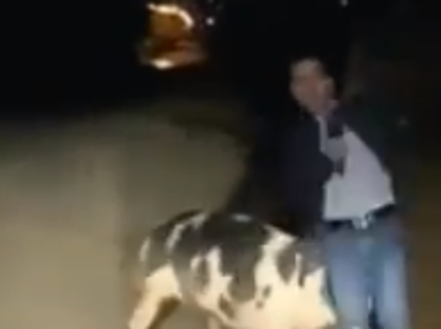 Greek journalist chased around on camera by a pig