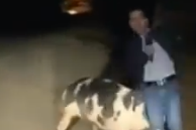 Greek journalist chased around on camera by a pig