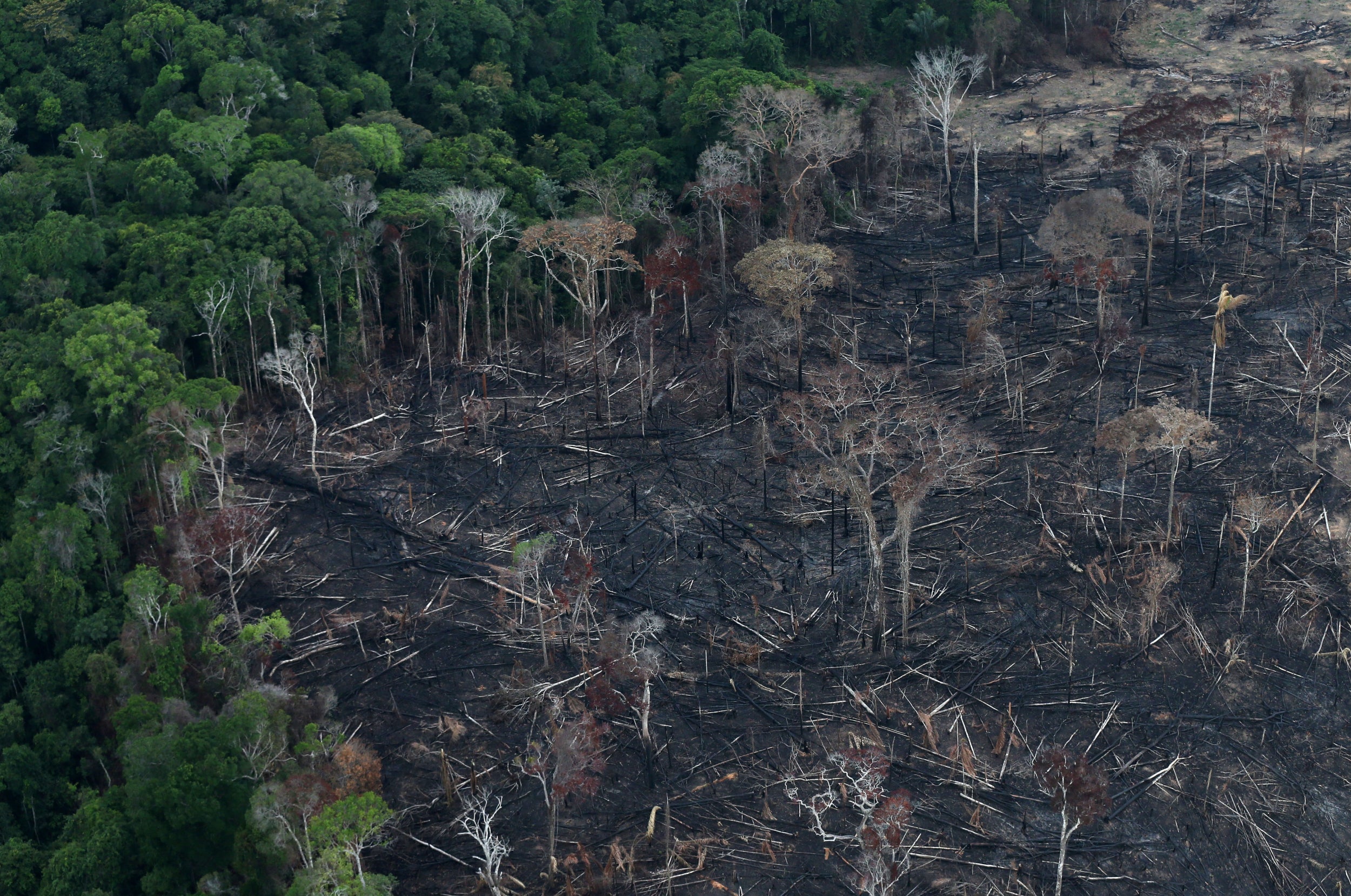 An aerial view of a tract of Amazon jungle after it was cleared by farmers in Itaituba, Brazil. Seventeen per cent of the Amazon has been destroyed in the past 50 years (REUTERS)