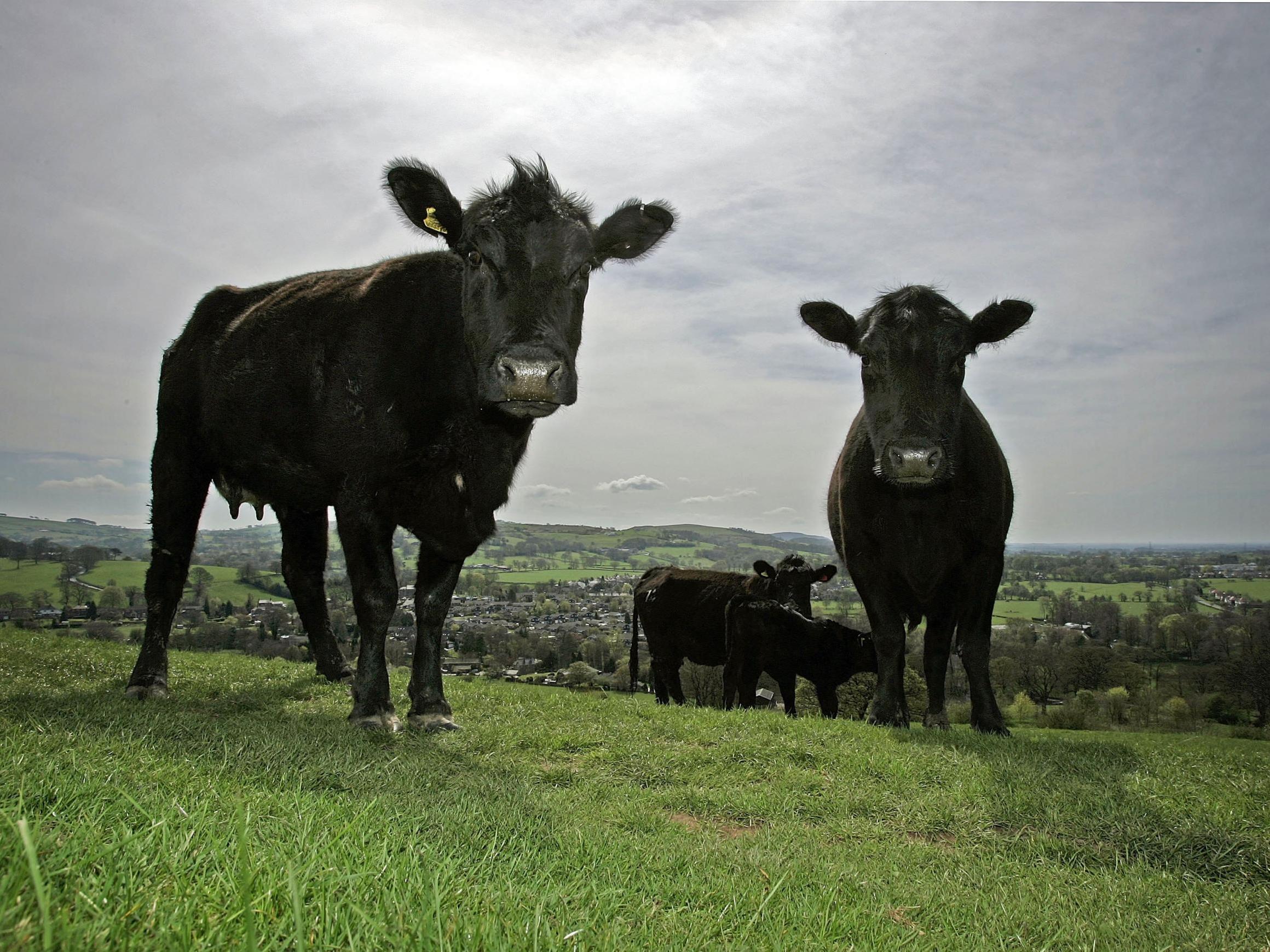 These Aberdeen Angus cattle are bred to rejuvenate beef stocks