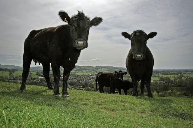 These Aberdeen Angus cattle are bred to rejuvenate beef stocks