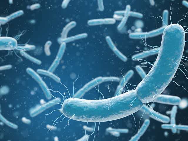 E. Coli bacteria have been genetically altered, allowing to them to evolve to survive on CO2 alone