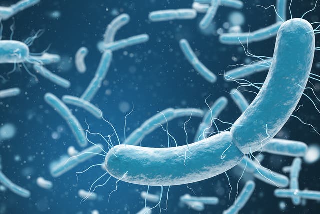 E. Coli bacteria have been genetically altered, allowing to them to evolve to survive on CO2 alone