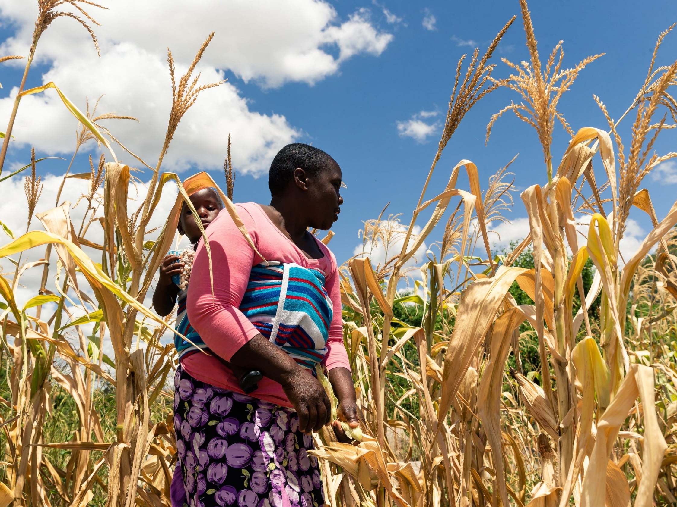 Zimbabwe on brink of 'man-made starvation', UN says | The ...