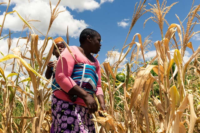 Future Nyamukondiwa inspects a stunted cob in her dry maize field on March 13, 2019, in the Mutoko rural area of Zimbabwe