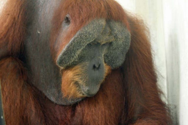 The orangutan know as 'Paguh' has been blinded by the attack
