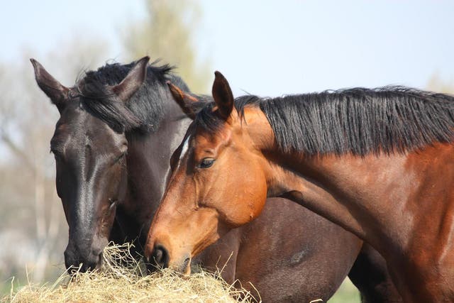At least 15 horses were killed in what local authorities are calling a 'cruel act' that has attracted the attention of national animal welfare groups.