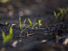 Climate change making it harder to produce viable seeds