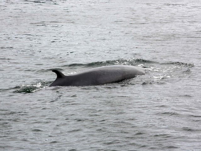 Minke whales migrate towards the poles during spring and towards the tropics during autumn and winter