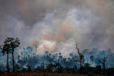 Ability of re-grown Amazon forest to help climate ‘overestimated’