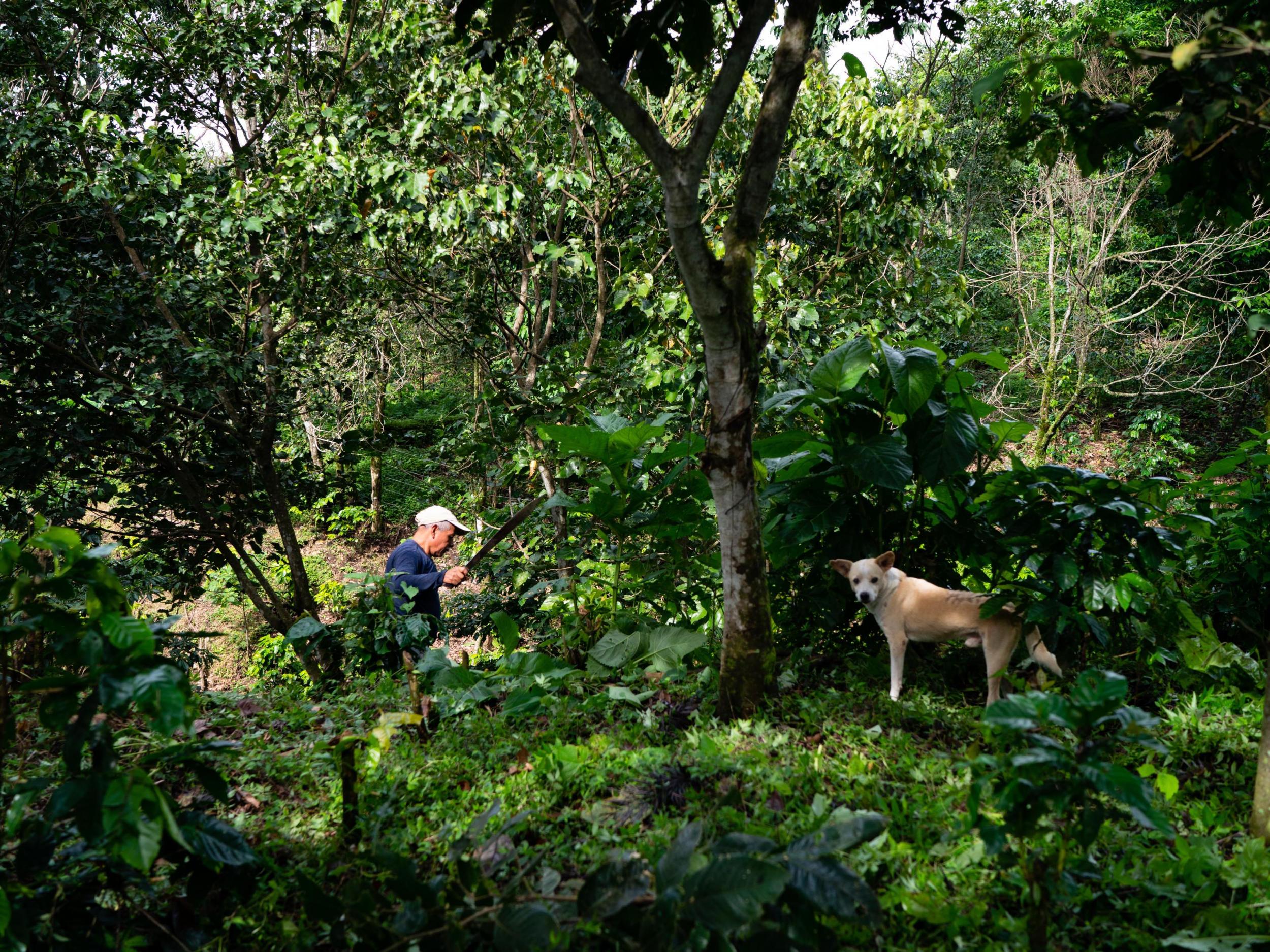 Simeon Camposeco Aguilar works on his farm (The Washington Post)