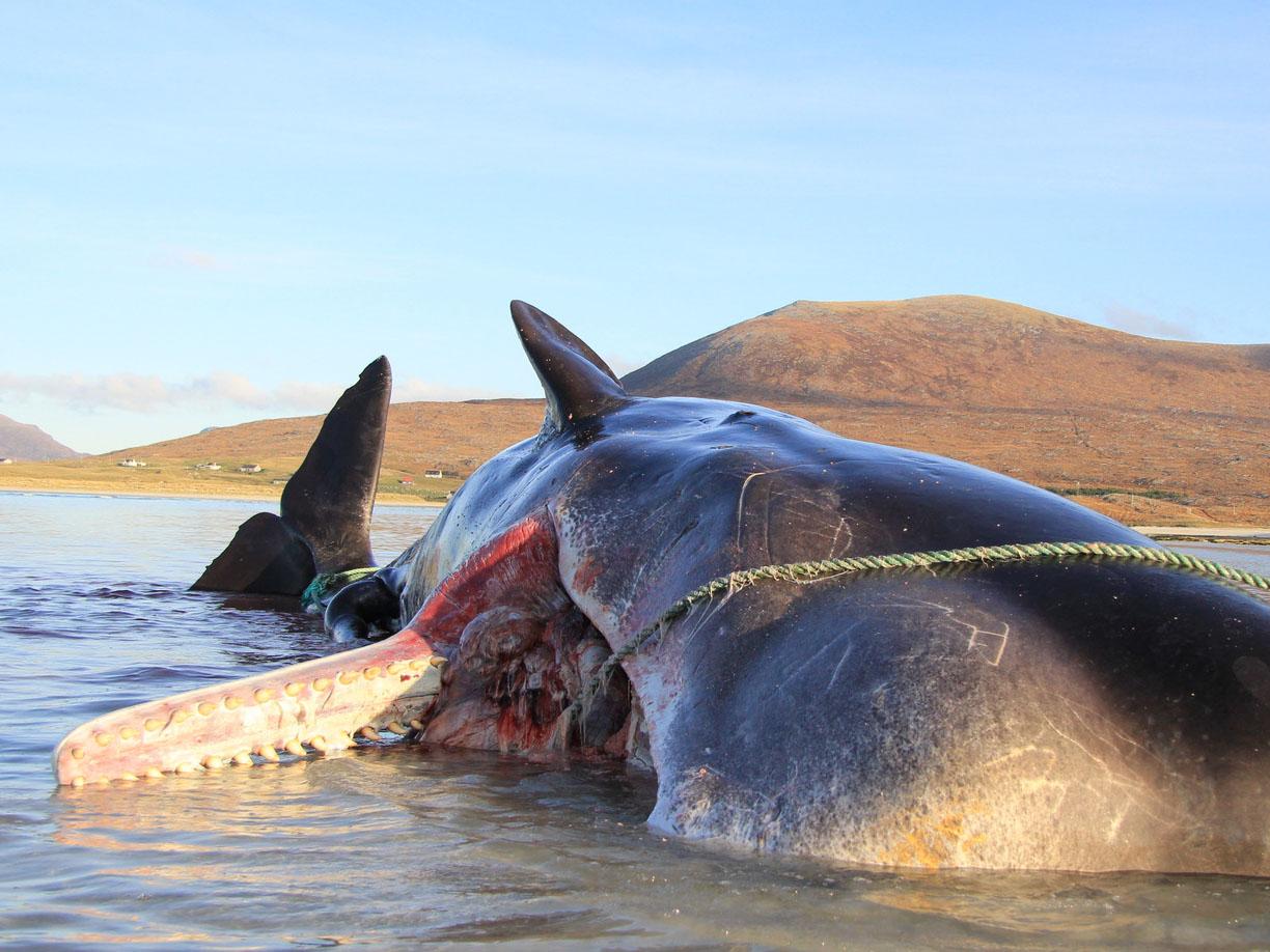 A sperm whale was found with a ball of litter in its stomach weighing 100kg