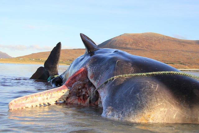 A sperm whale was found with a ball of litter in its stomach weighing 100kg