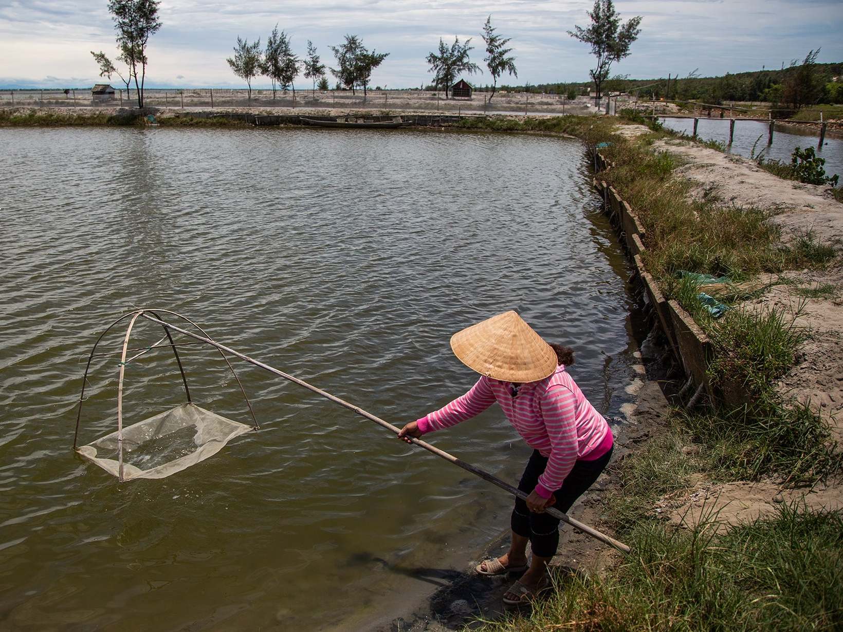 Le Thi Xuan Lan checks on her shrimp farm near her Hai Duong Commune home in Hue. She was one of the locals recruited to plant mangroves in 2018