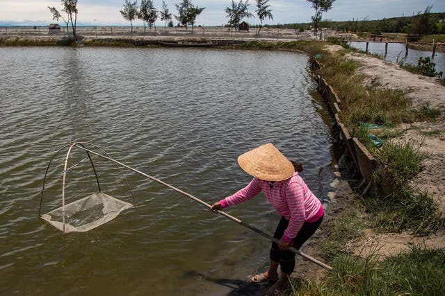 Le Thi Xuan Lan checks on her shrimp farm near her Hai Duong Commune home in Hue. She was one of the locals recruited to plant mangroves in 2018