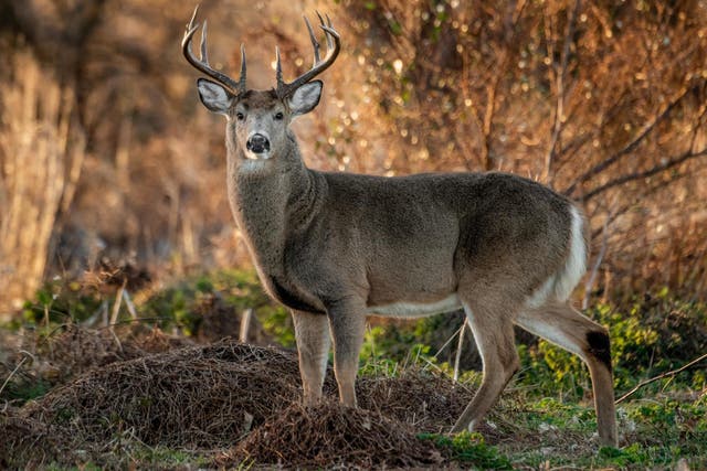 Video of deer being abused prompts investigation from Pennsylvania Game Commission
