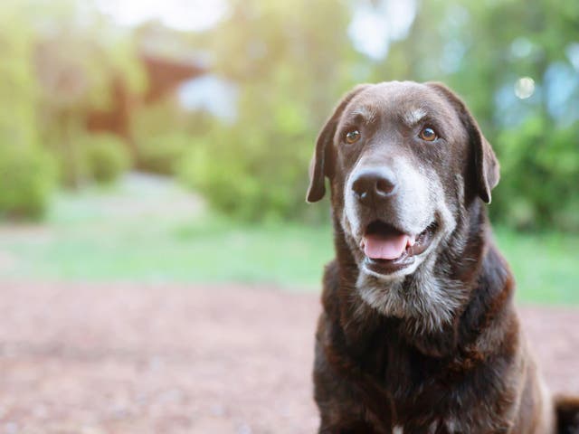 Dogs across Ireland will soon be kept toasty by airline blankets