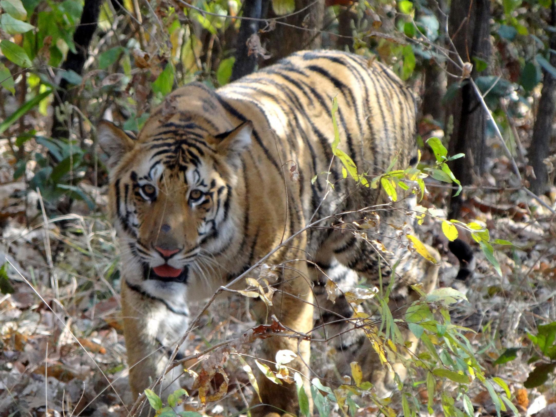 India's tiger population has dwindled over the last two centuries due to poaching and loss of habitat