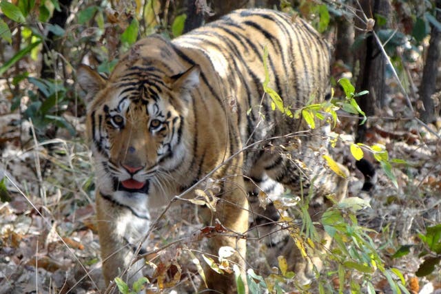 India's tiger population has dwindled over the last two centuries due to poaching and loss of habitat
