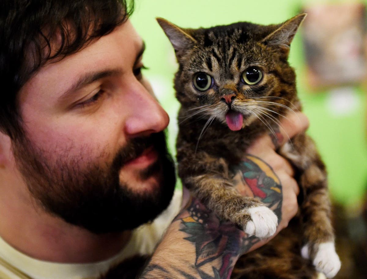 Lil Bub death famous cat dies aged eight The Independent
