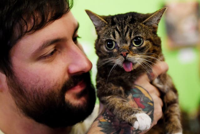 Internet celebrity cat Lil Bub known for her unique appearance is held by owner Mike Bridavsky at the inaugural CatConLa event in Los Angeles, California on June 7, 2015