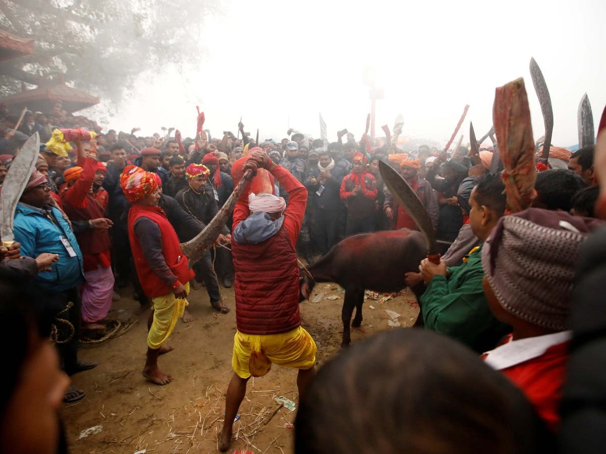 Время принести жертву. Непал жертвоприношение Гадхимаи. Кровавый фестиваль в Непале. Кровавый фестиваль Гадхимаи.
