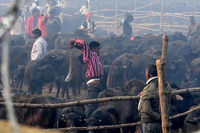 Gadhimai Hindu Festival World S Largest Animal Sacrifice Under Way In Defiance Of Ban The Independent The Independent