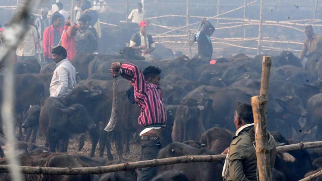 Gadhimai Hindu festival: World's 'largest animal sacrifice' under way in  defiance of ban | The Independent | The Independent