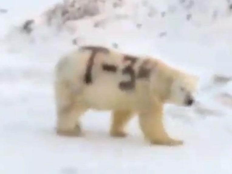 Footage emerged of the animal lumbering through the Russian Arctic bearing the name of the iconic Soviet tank
