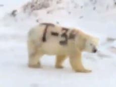 Mystery over polar bear spray-painted with ‘T-34’ spotted in Arctic