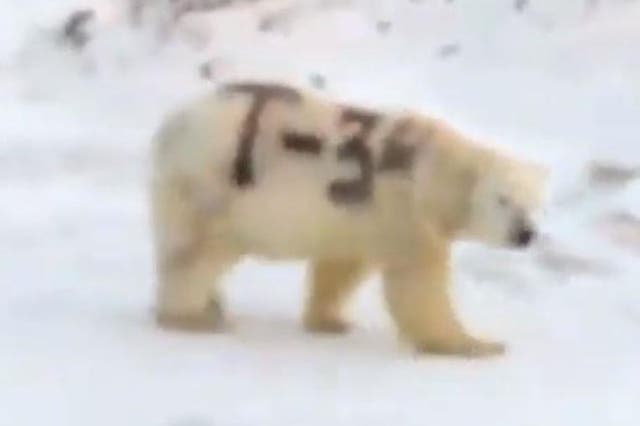 Footage emerged of the animal lumbering through the Russian Arctic bearing the name of the iconic Soviet tank