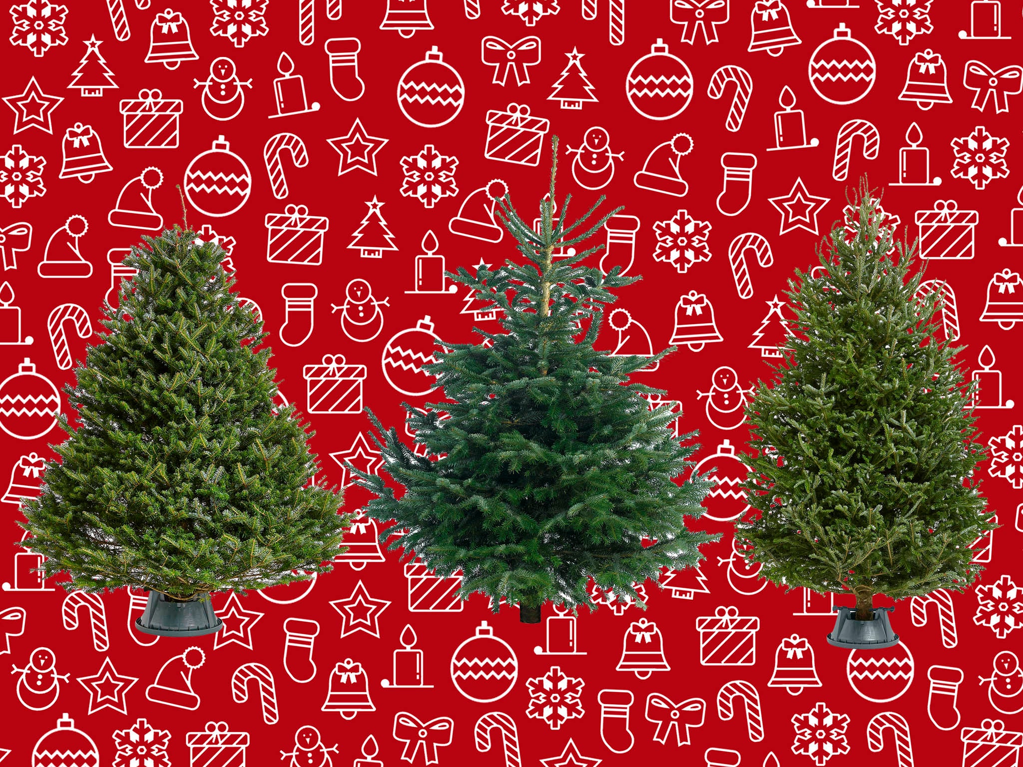 Best Real Christmas Trees That Smell Great And Don T Drop Needles The Independent,How To Declutter Kitchen