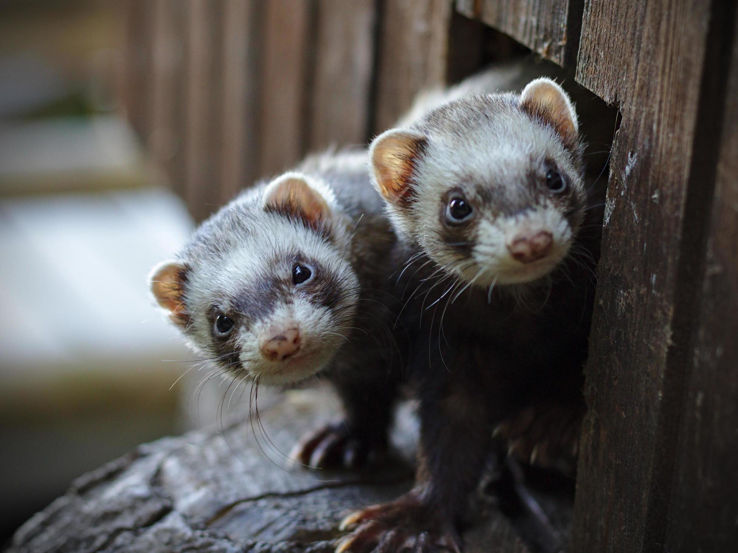 Man arrested after 'throwing ferrets at car' in Yorkshire