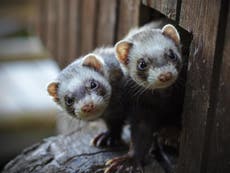 Man arrested after ‘throwing ferrets at car’
