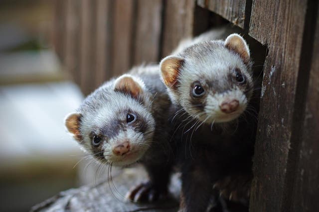 The ferrets are being looked after by the RSPCA (File photo)